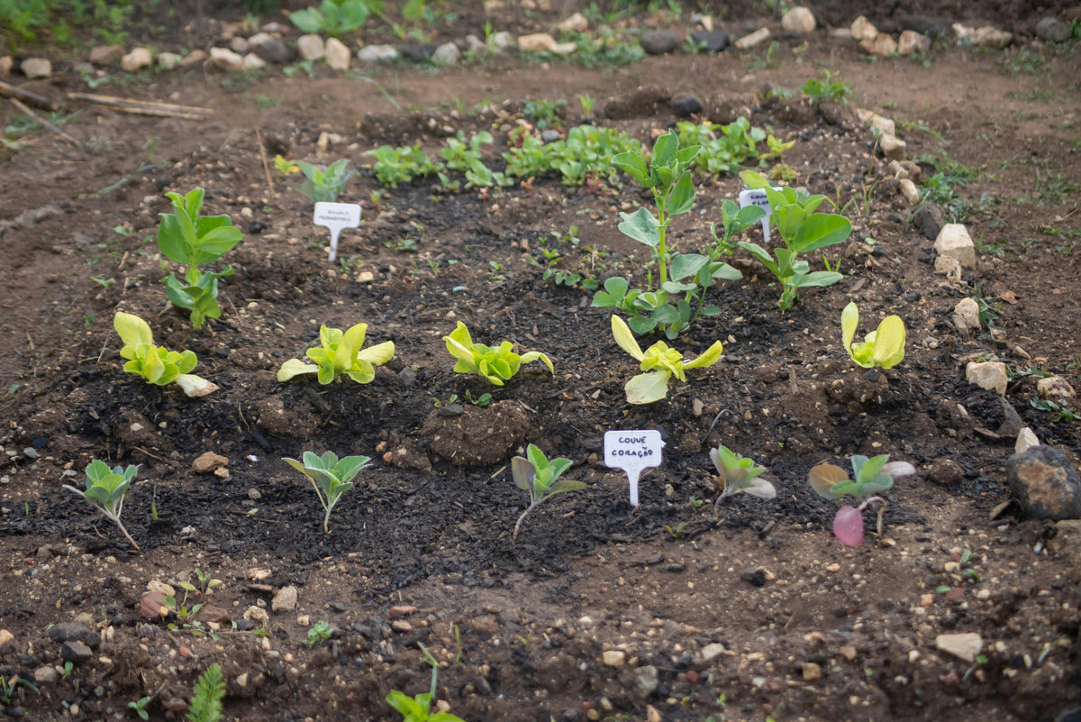The Role of Sulfur in Ammonium Sulfate and Plant Health