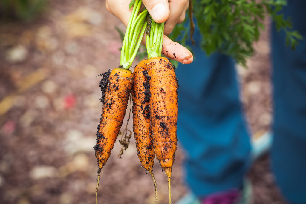 Fertilizing Your Summer Vegetable Garden for Maximum Production