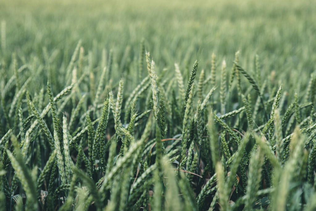 Early Spring Crop Stress Management: Protecting Young Plants from Cold and Environmental Challenges