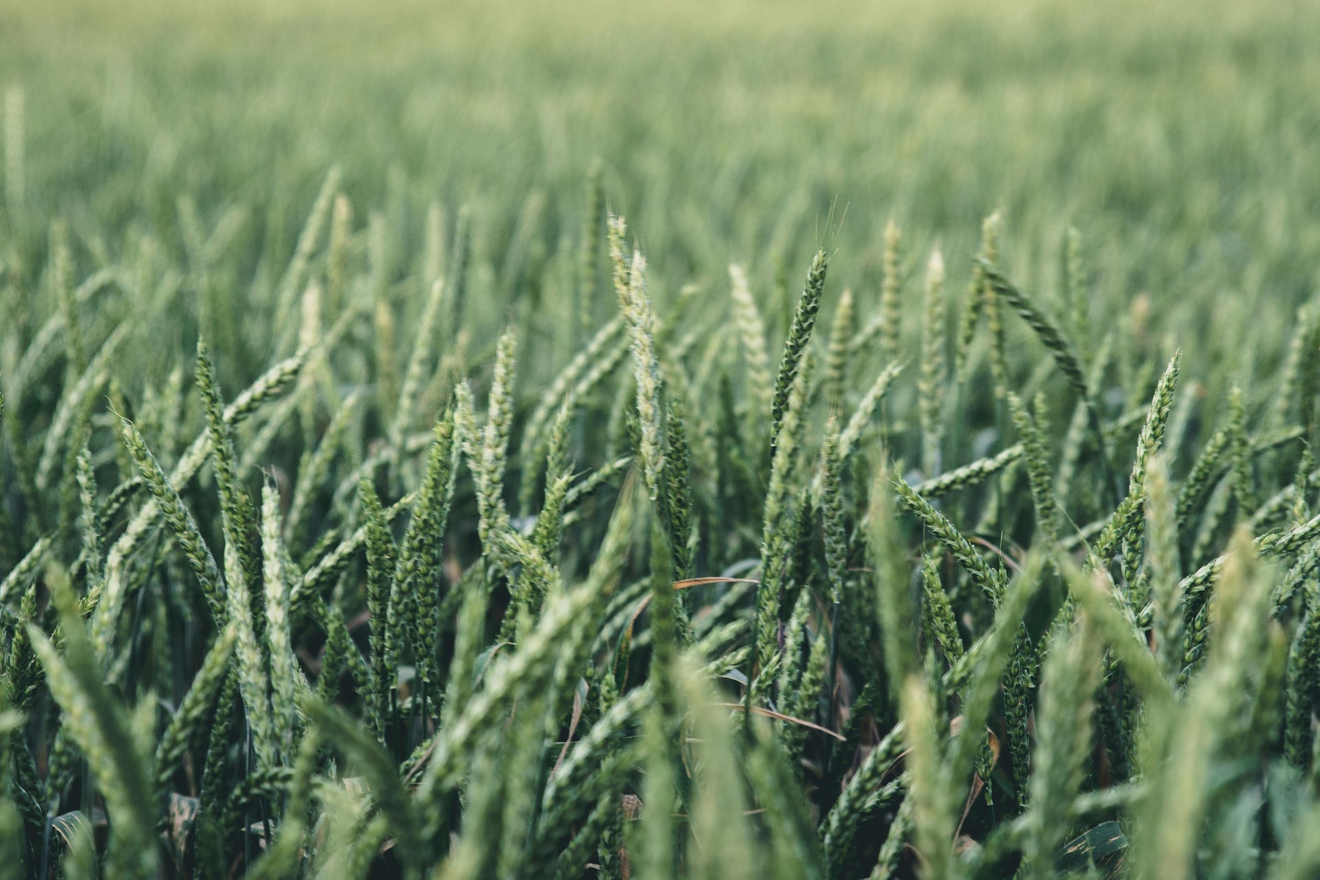 Early Spring Crop Stress Management: Protecting Young Plants from Cold and Environmental Challenges