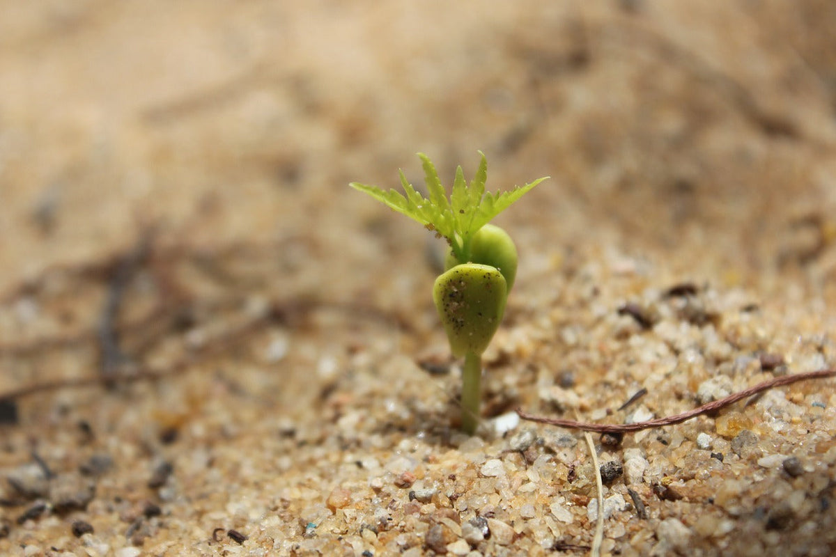 Understanding the Critical Role of Potassium in Plant Growth and Soil Health