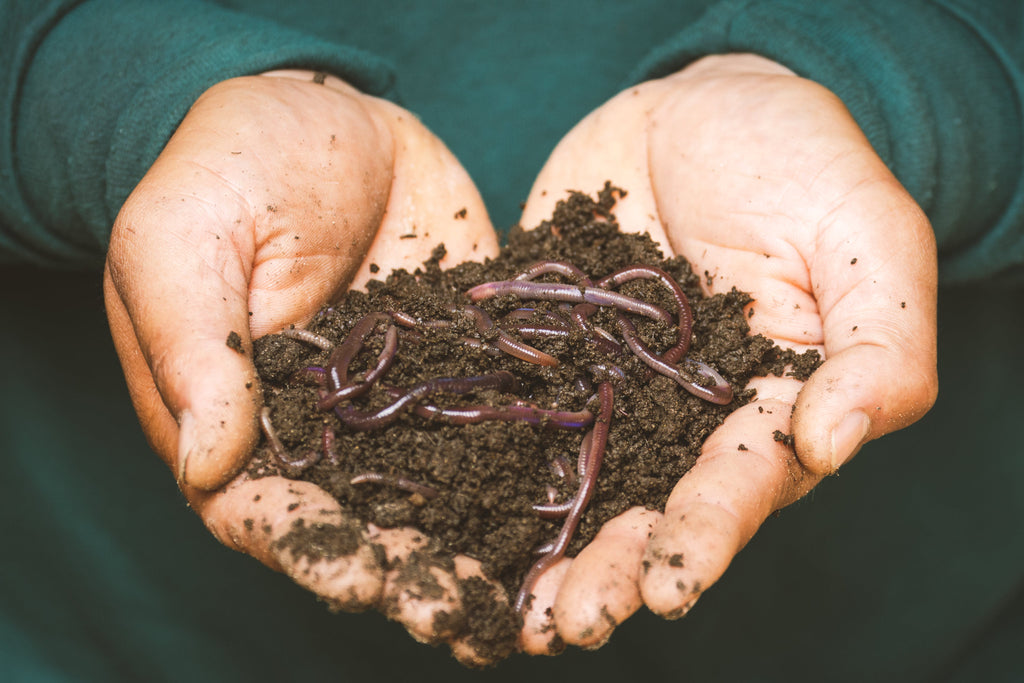 Reasons Why You Need to Buy Organic Fertilizers