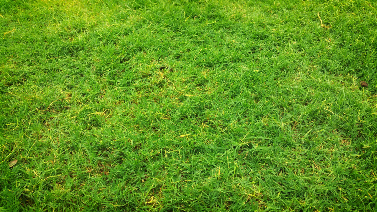 Why End-of-Summer Lawn Care Is Essential