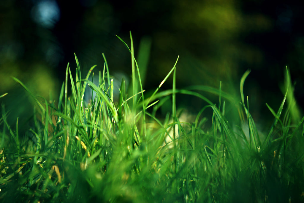 Did You Know That Plants Go Dormant?