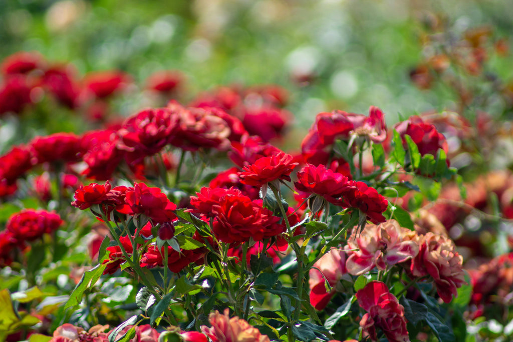 Boosting Flowering Plants and Shrubs with Triple 10 Liquid Fertilizer