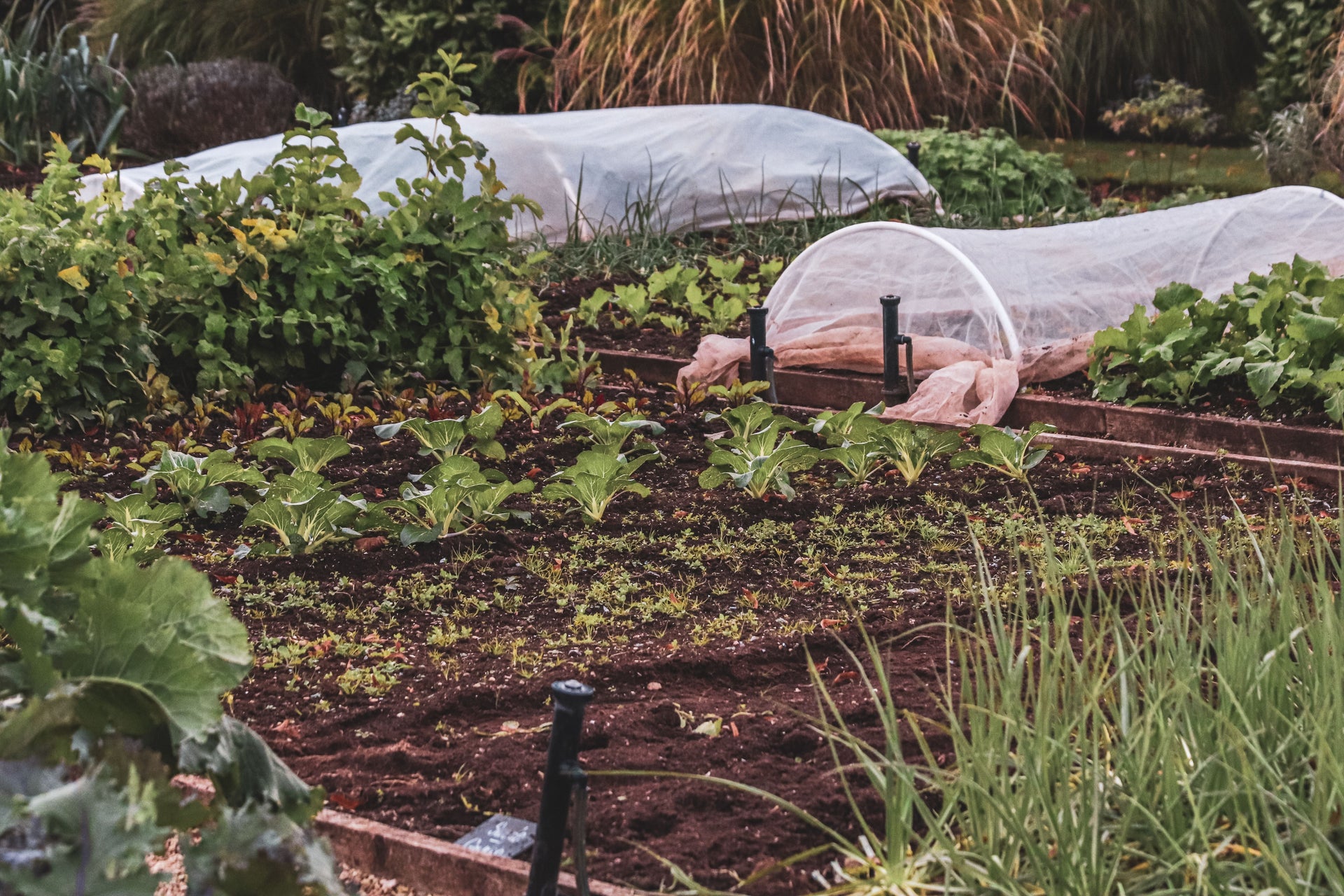 Preparing Garden Beds for Fall Vegetables Without Overfertilizing Them
