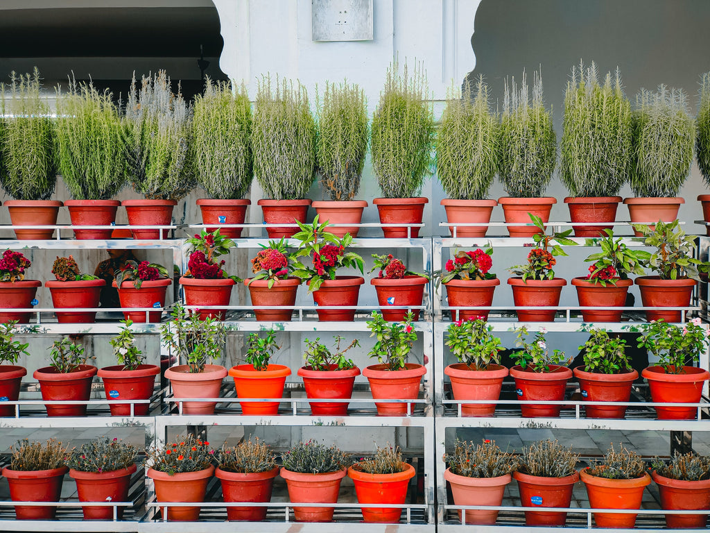 Container Plants in August: Managing Salt Buildup, Fast Drying, and Uneven Feeding