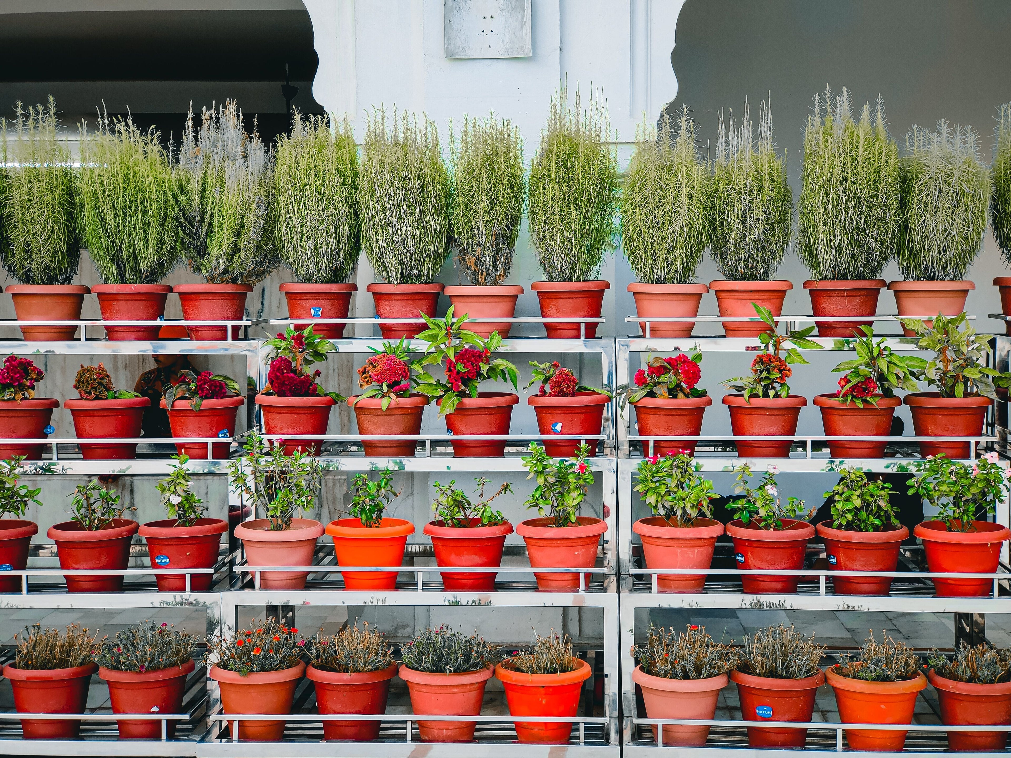 Container Plants in August: Managing Salt Buildup, Fast Drying, and Uneven Feeding