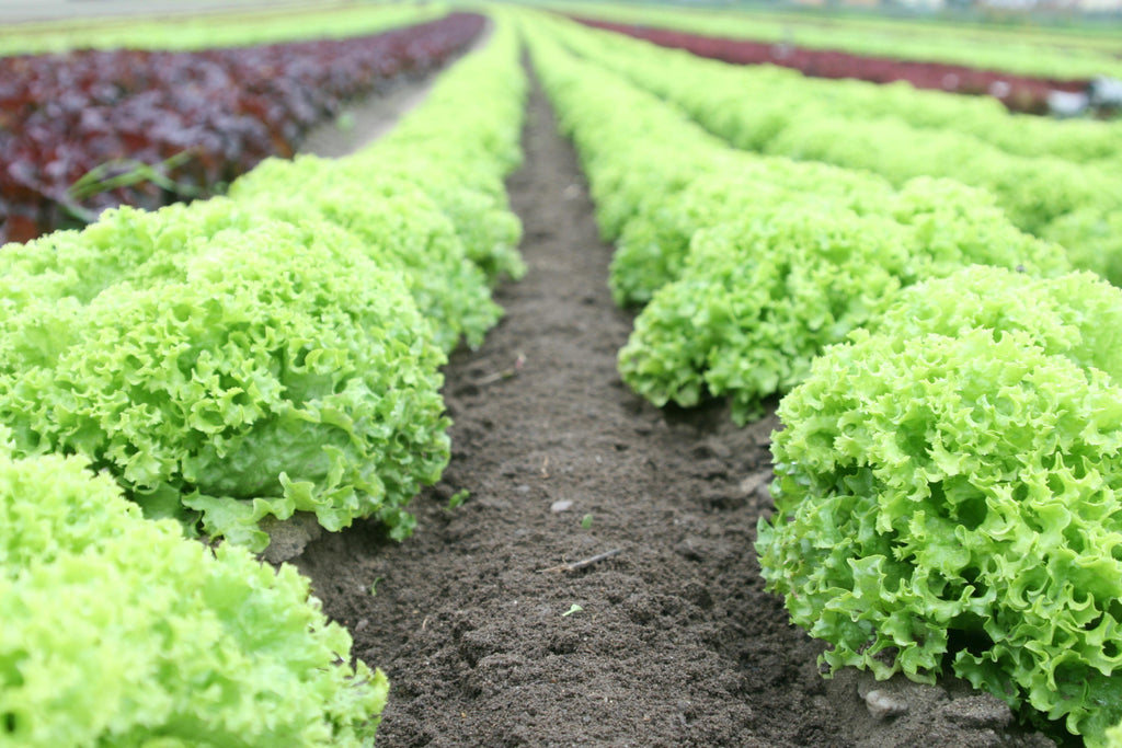 Rebuilding Vegetable Garden Health After Summer Heat Using Triple 10 Fertilizer