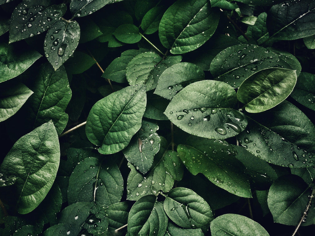 How Ammonium Sulfate Enhances Plant Growth