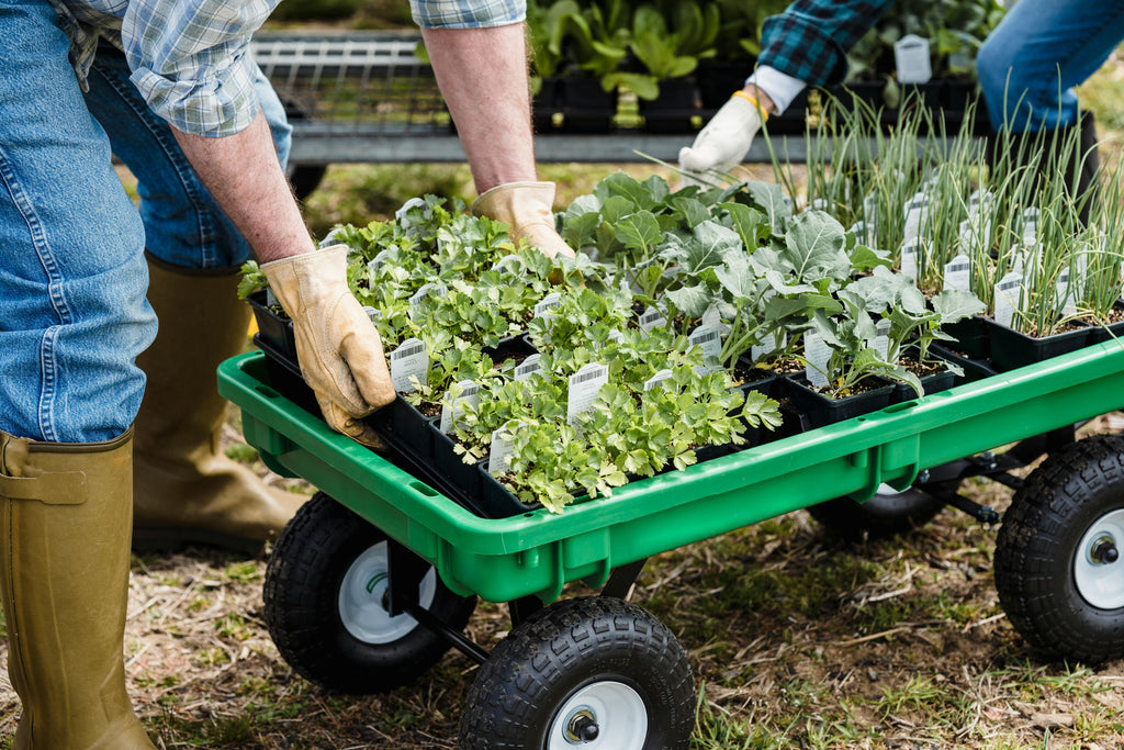 Feeding Container Gardens with Fish Fertilizers: Tips for Success