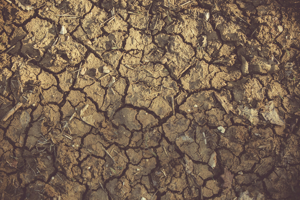 Why Gypsum Is the Secret Weapon for Improving Clay and Compacted Soils Before Winter