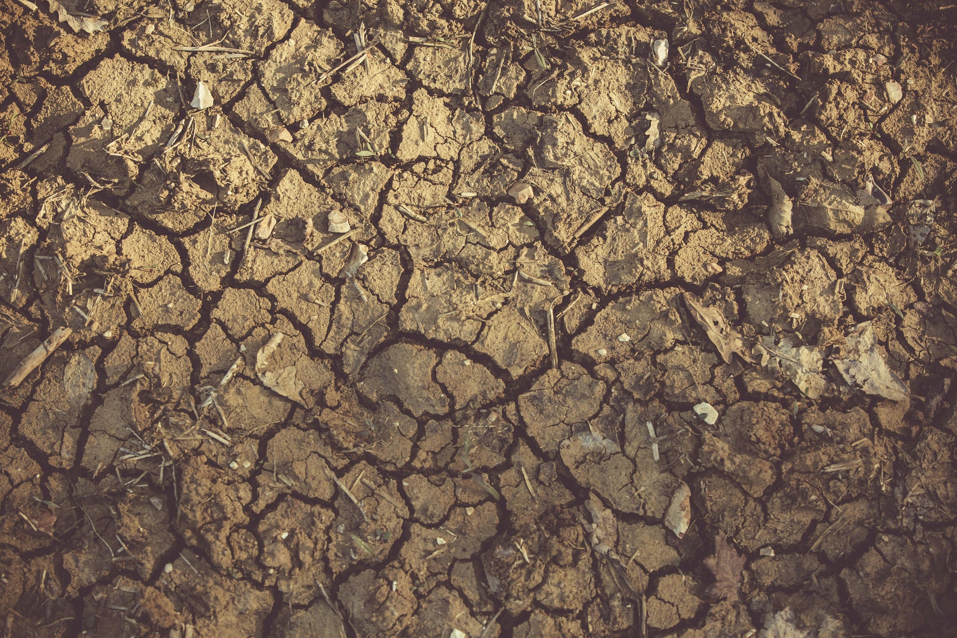 Why Gypsum Is the Secret Weapon for Improving Clay and Compacted Soils Before Winter