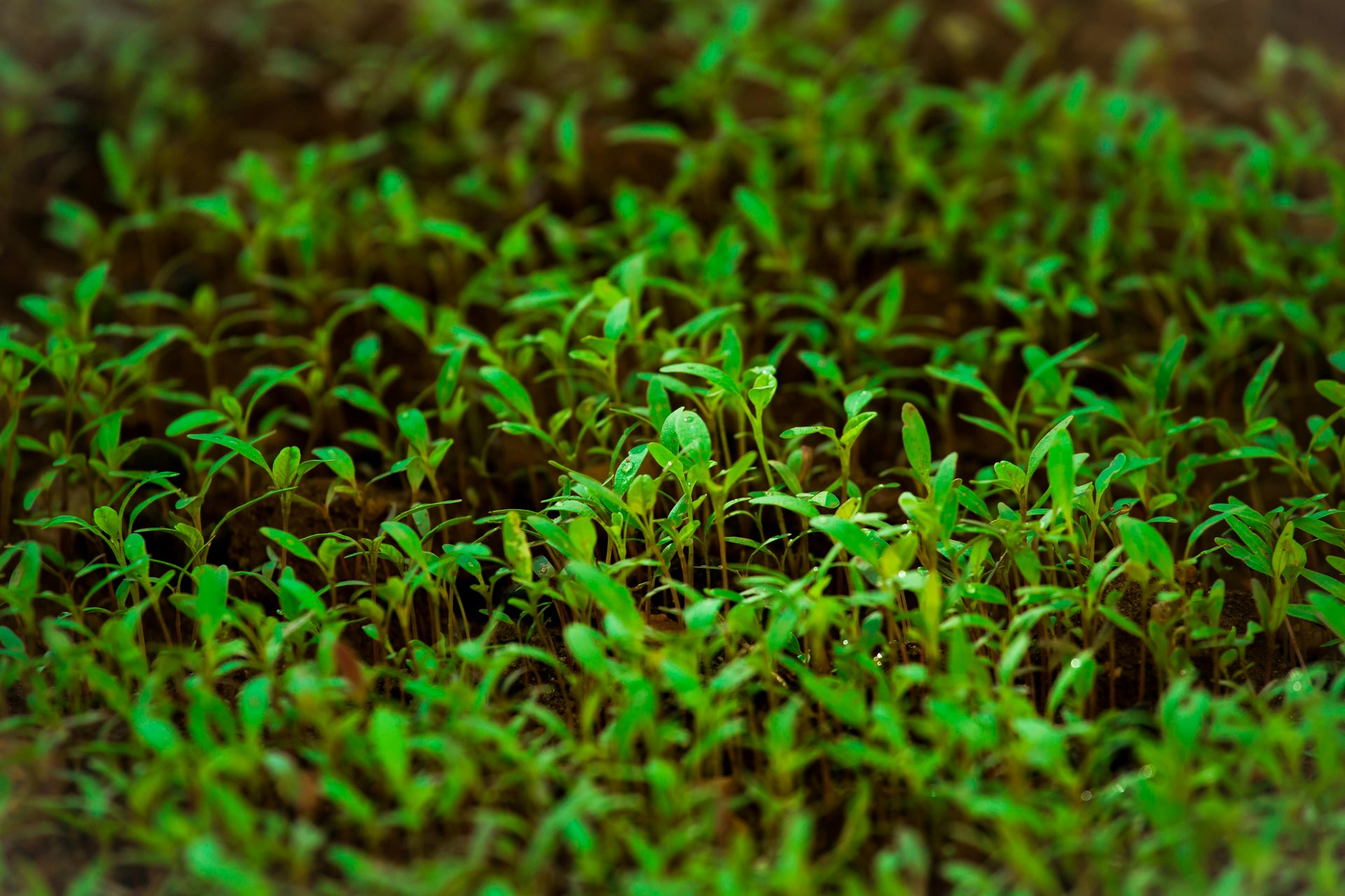 Micronutrients and Summer Fertilization: What Your Soil Might Be Missing