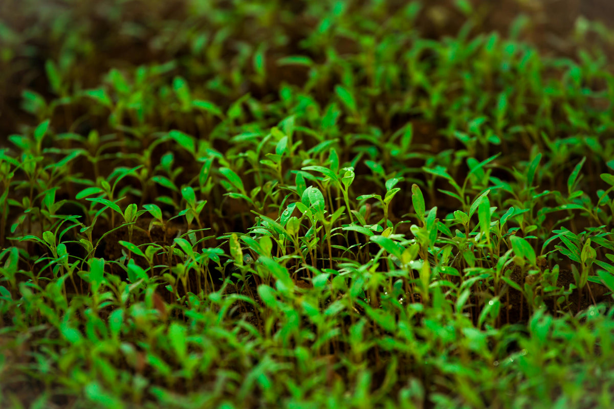 Micronutrients and Summer Fertilization: What Your Soil Might Be Missing
