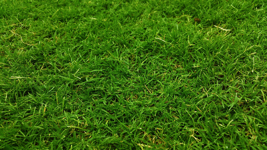 Summer Lawn Stress: How to Revive and Maintain Green Turf in the Heat
