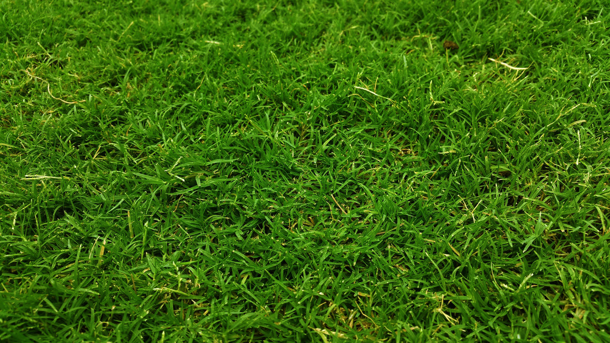 Summer Lawn Stress: How to Revive and Maintain Green Turf in the Heat