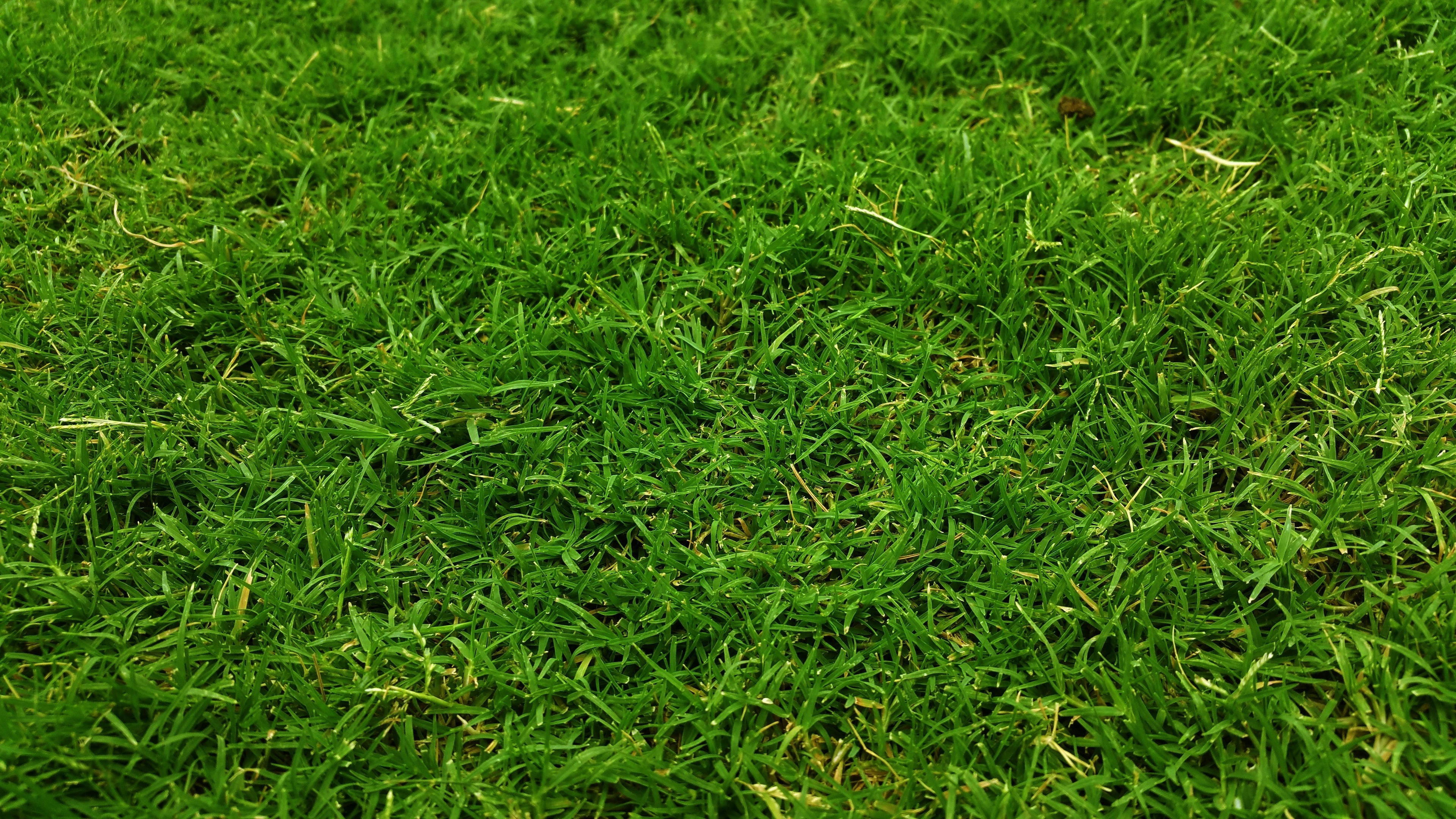 Summer Lawn Stress: How to Revive and Maintain Green Turf in the Heat