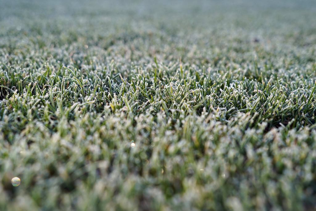 Winter to Spring: Lawn Transition Tips