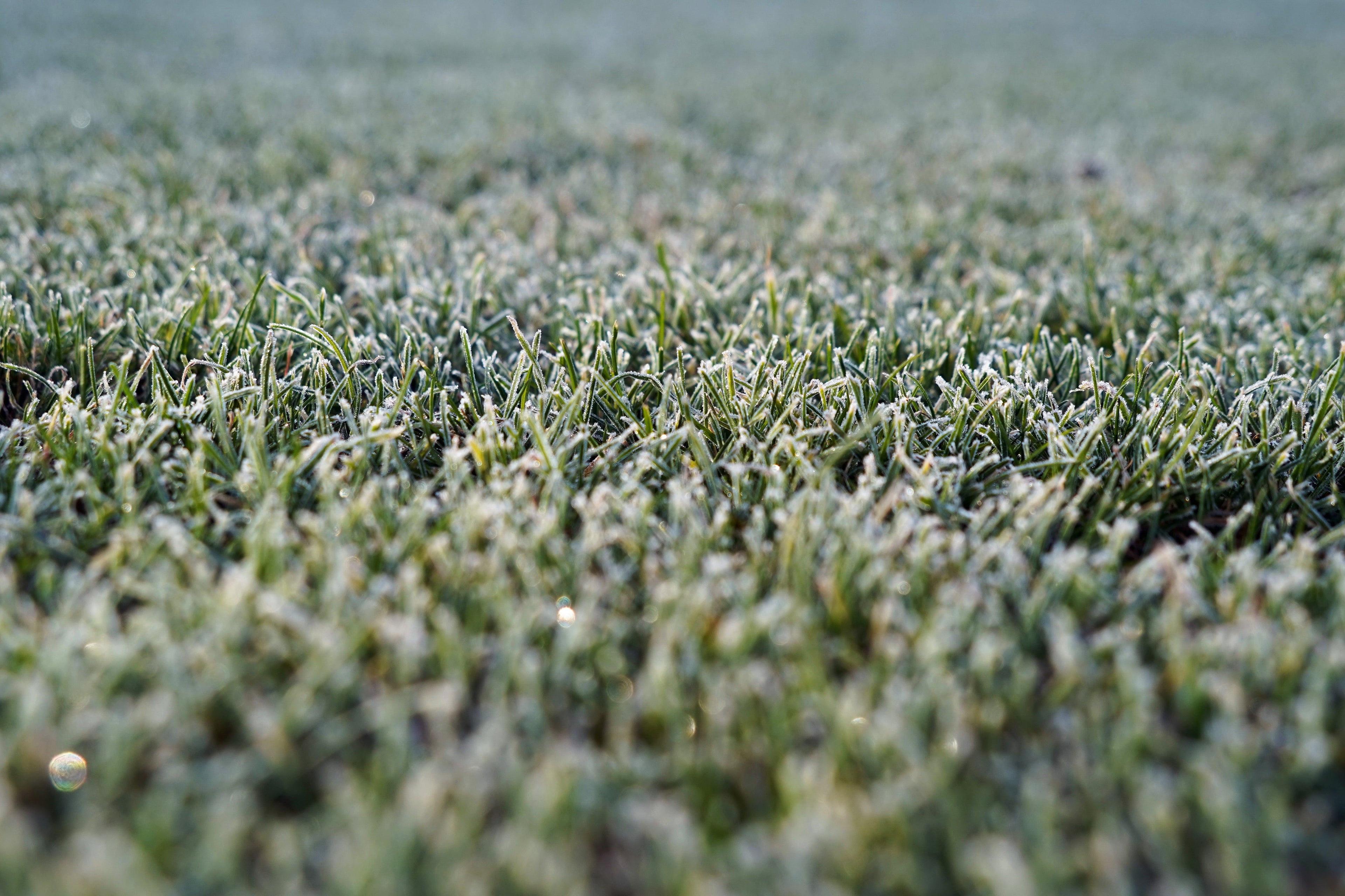 Winter to Spring: Lawn Transition Tips