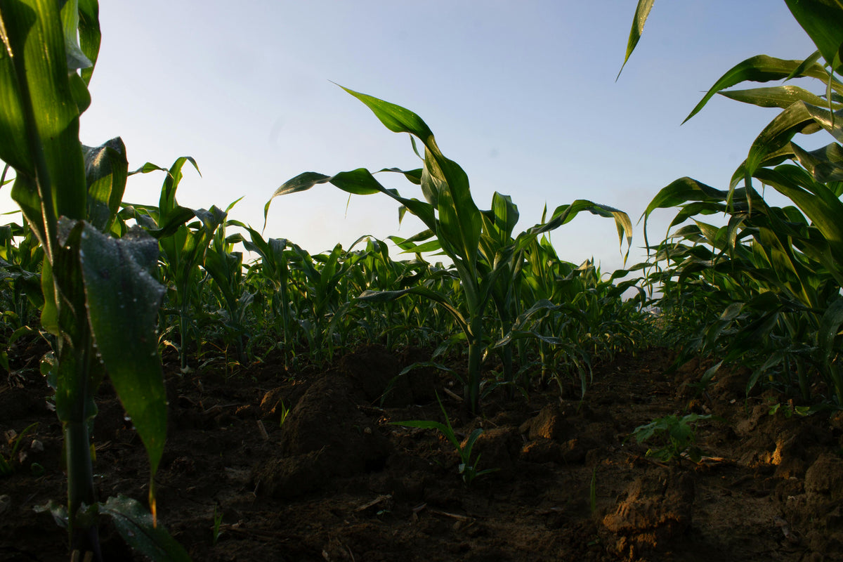 Combining Soil Testing and Fertigation for a Strong Season Kickoff