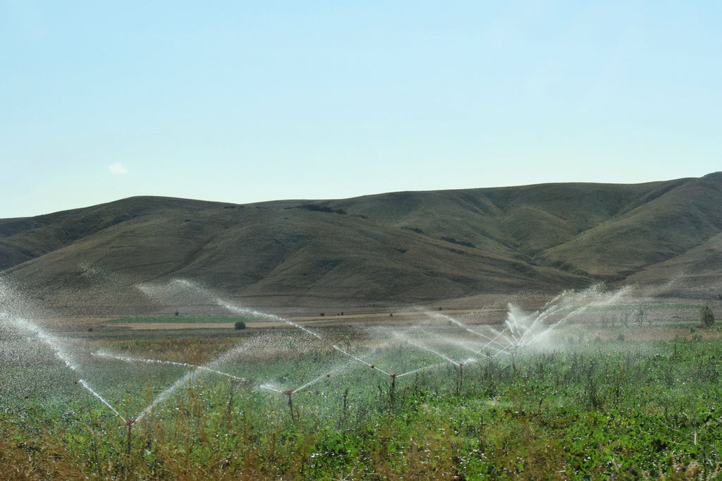 Cover Crops After Wheat and Early Vegetables: Catch Nutrients Before Fall Rains