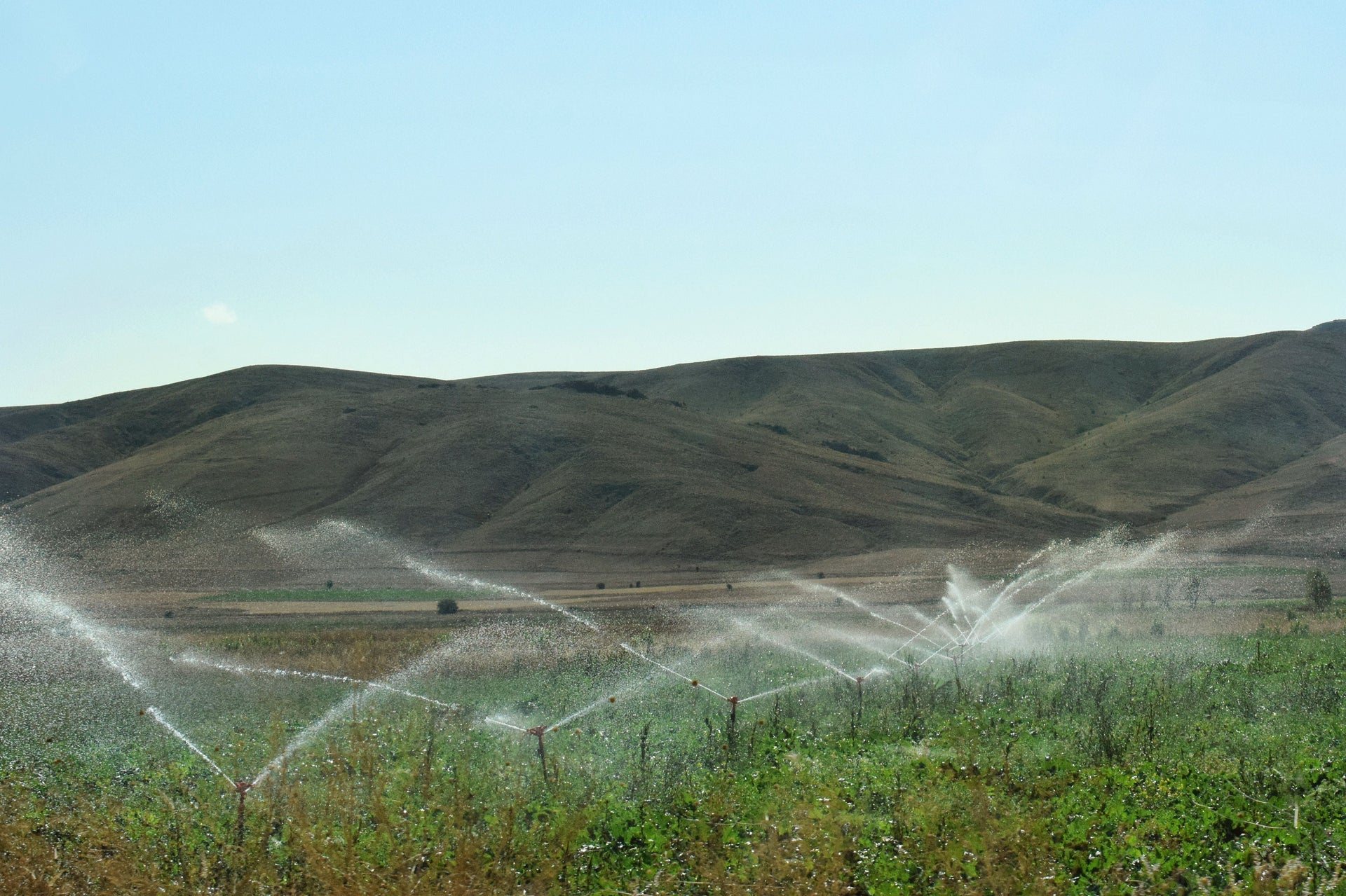 Cover Crops After Wheat and Early Vegetables: Catch Nutrients Before Fall Rains
