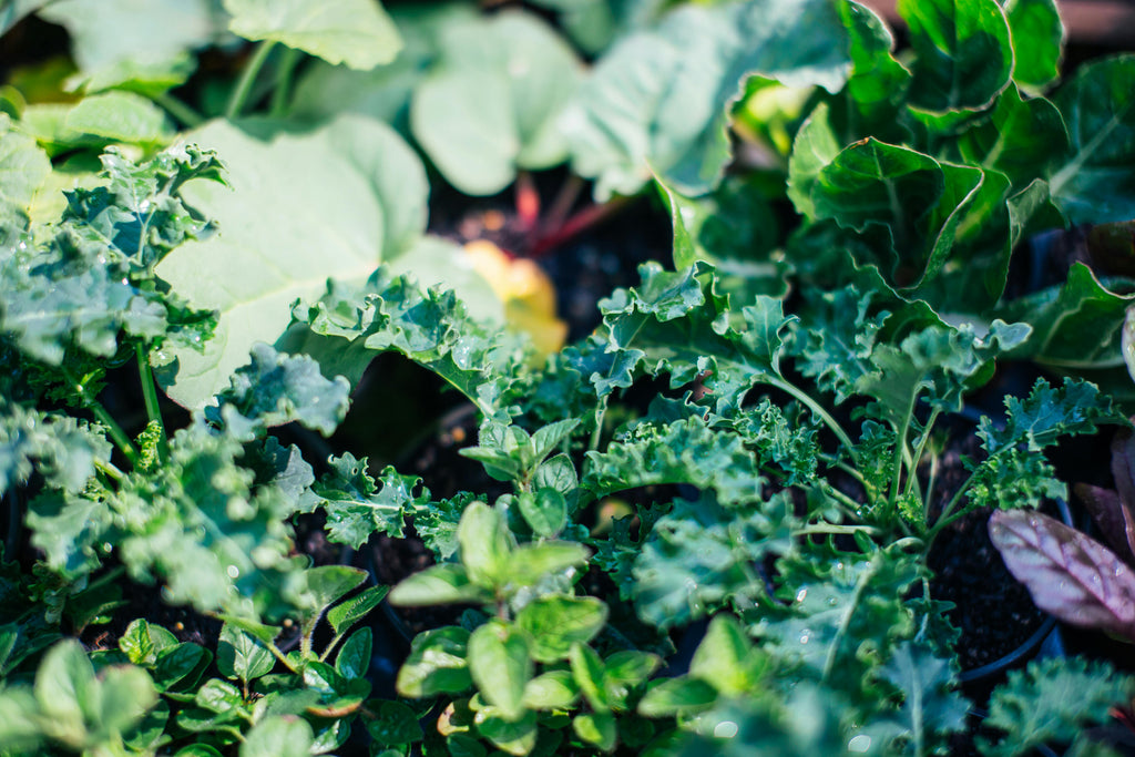 How to Apply Liquid Fish Fertilizer for Maximum Root Absorption