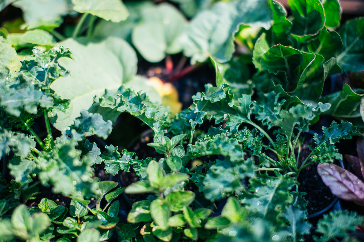 How to Apply Liquid Fish Fertilizer for Maximum Root Absorption