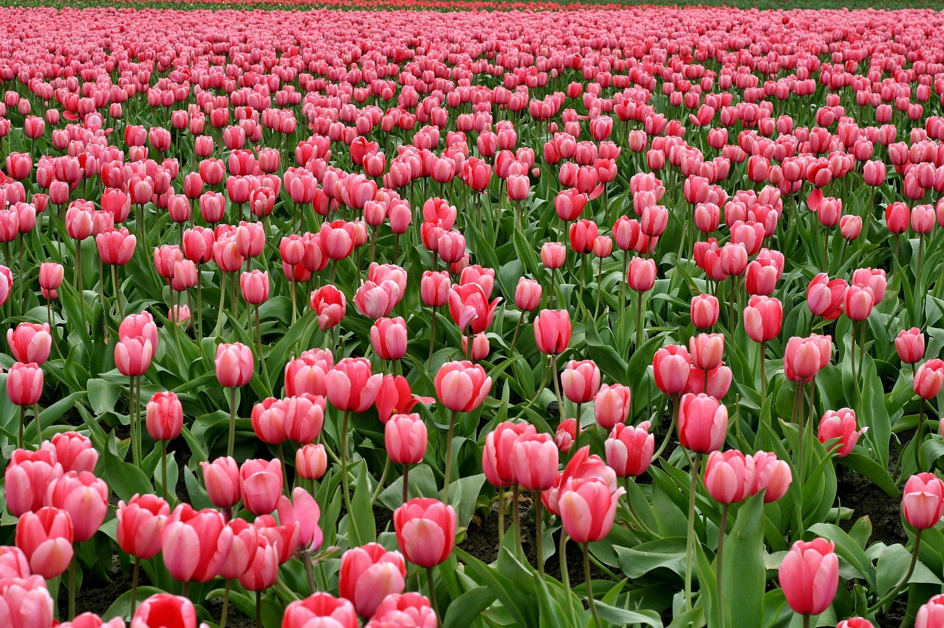 Boosting Soil Health at the End of Spring: How to Use Gypsum Soil Acidifier for Optimal Plant Growth