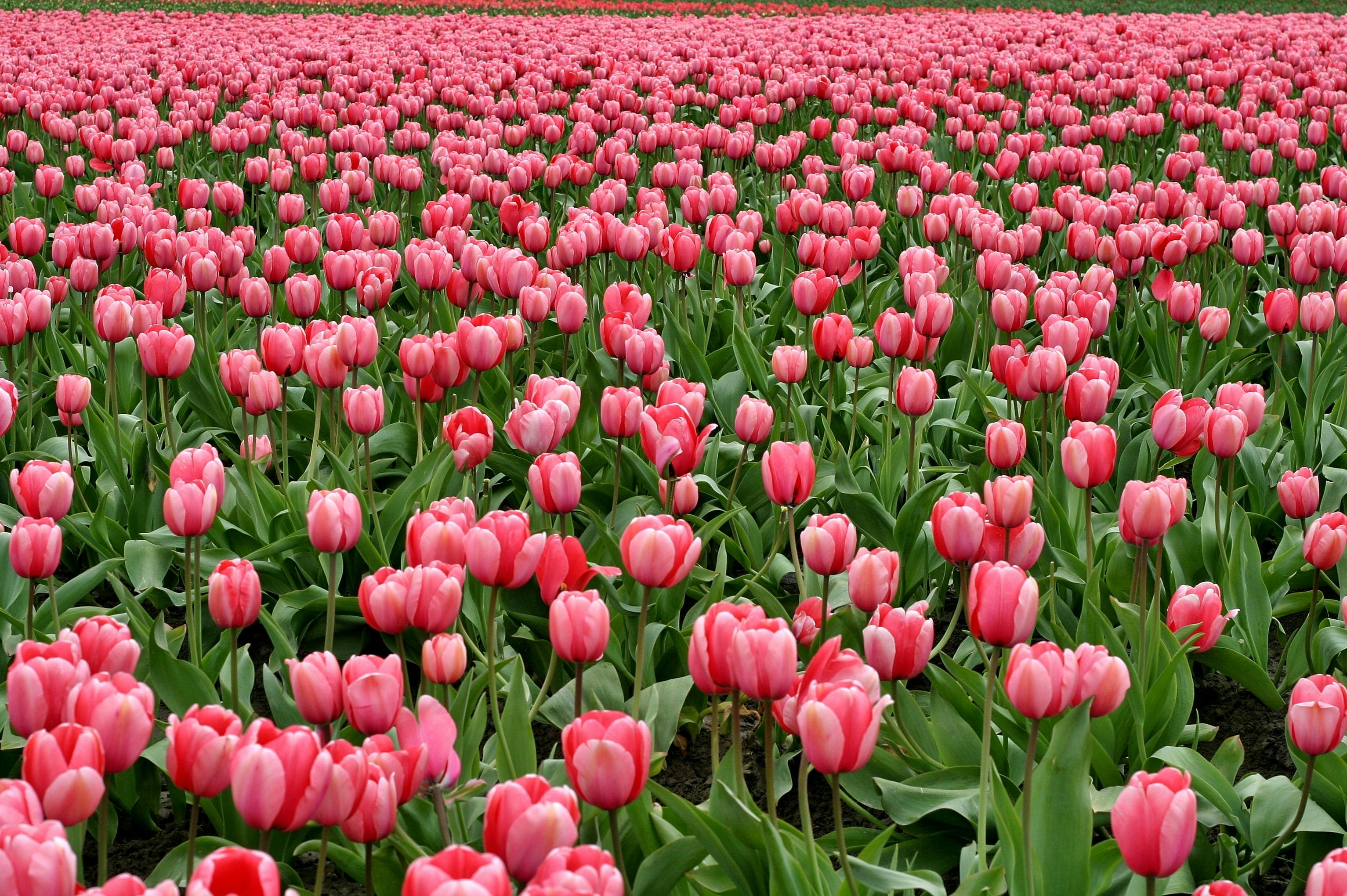Boosting Soil Health at the End of Spring: How to Use Gypsum Soil Acidifier for Optimal Plant Growth