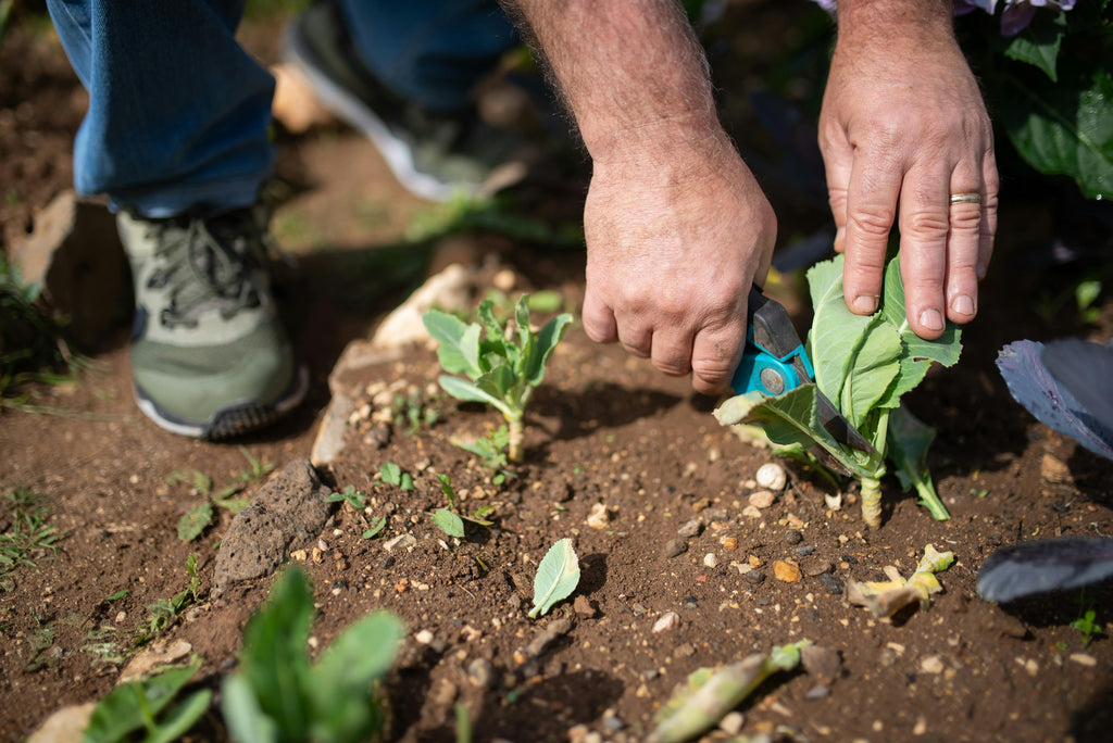 Choosing the Right Fertilizer for Your Crop