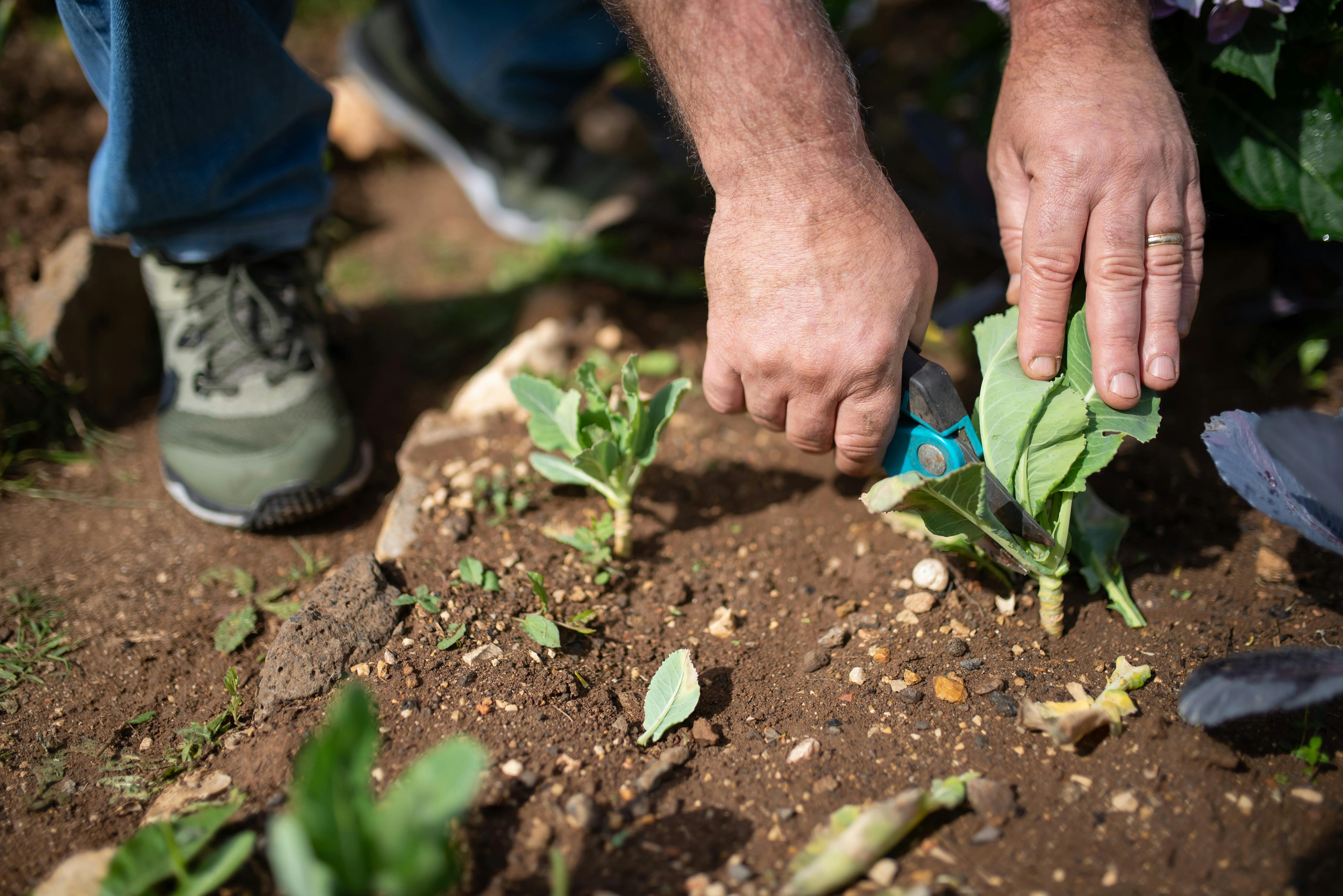 Choosing the Right Fertilizer for Your Crop