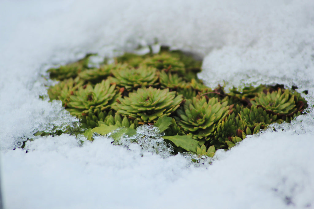 Winter Garden Prep: A Step-by-Step Guide