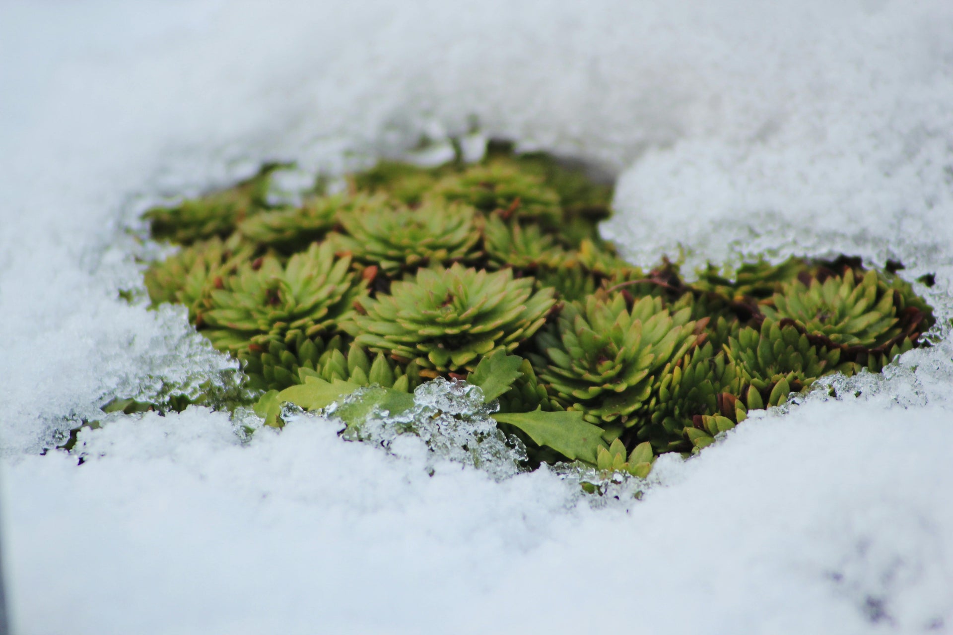 Winter Garden Prep: A Step-by-Step Guide