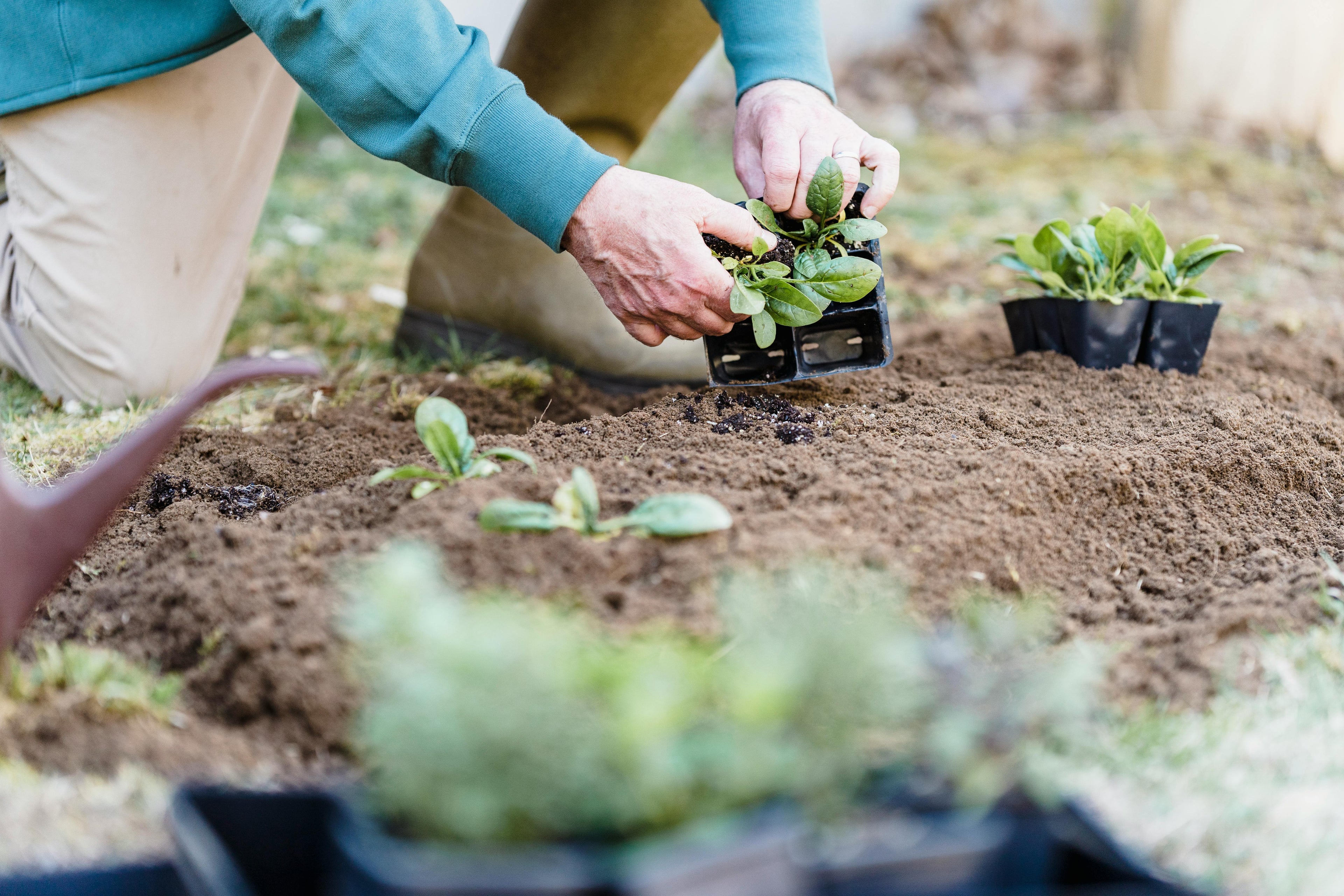 Ammonium Sulfate and Its Role in Chlorophyll Production