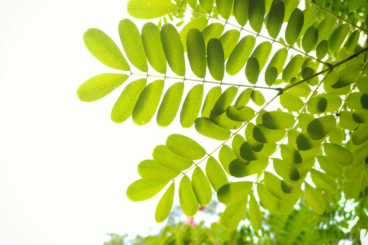 Spring Crop Canopy Management: Optimizing Early Nutrient Allocation for Maximum Growth