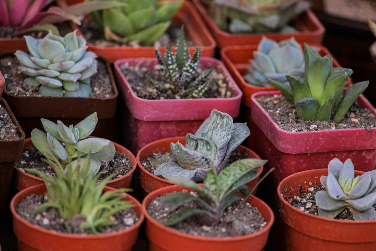 Container Plants in May: Why Potting Mix Runs Out Fast