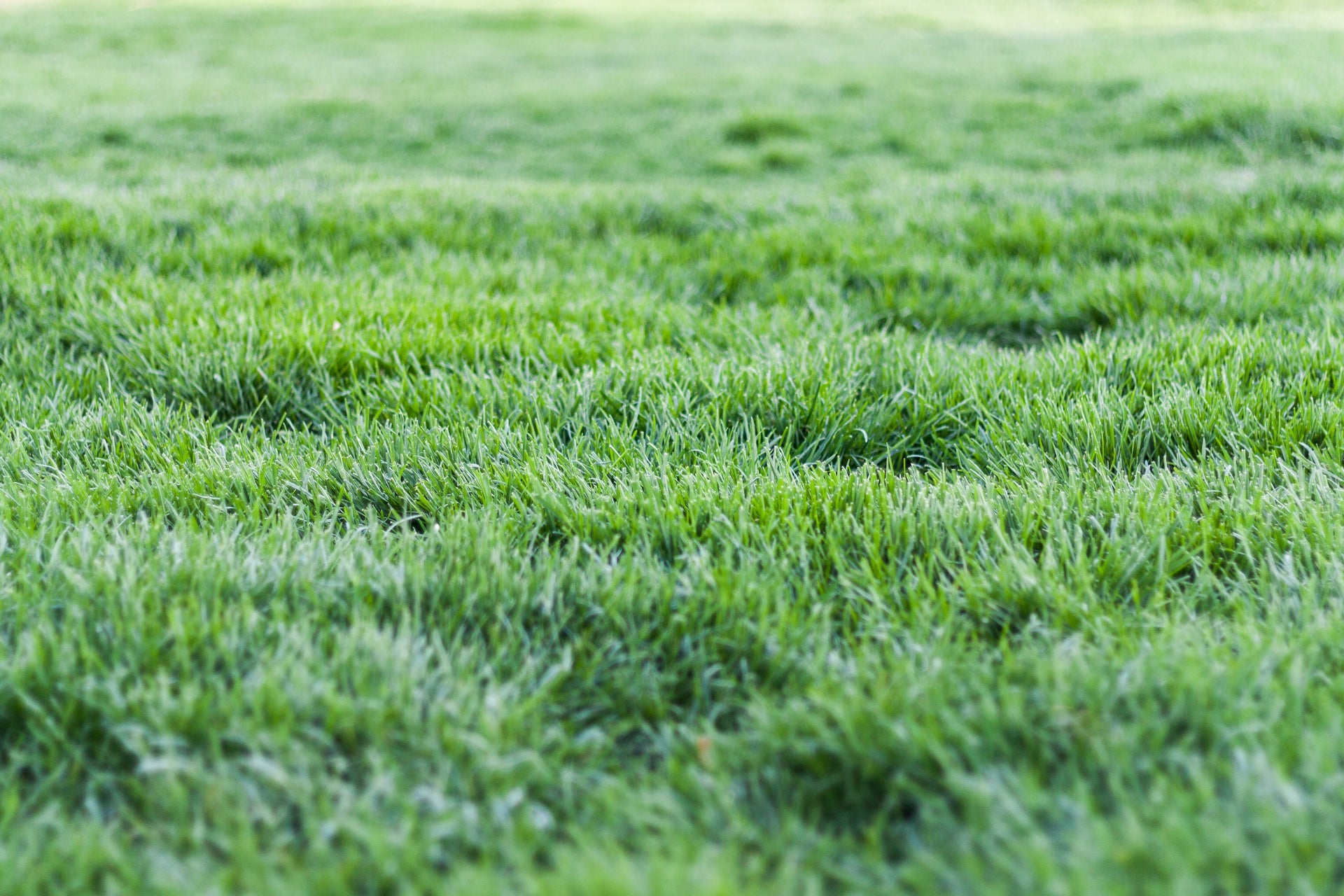 Why Potassium in Fertilizer is Important