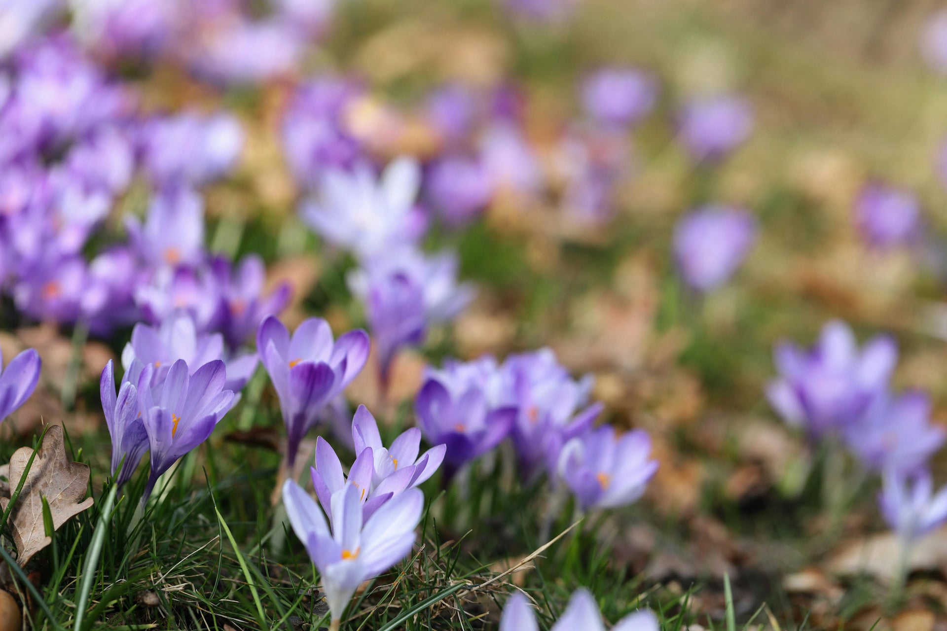 Slow Release Fertilizers: Are They Worth It for Farmers in Early Season?