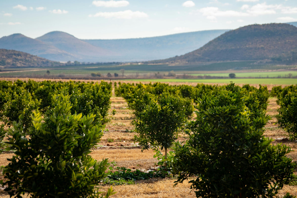 Magnesium Sulfate for Orchards: Enhancing Fruit Quality Pre-Harvest