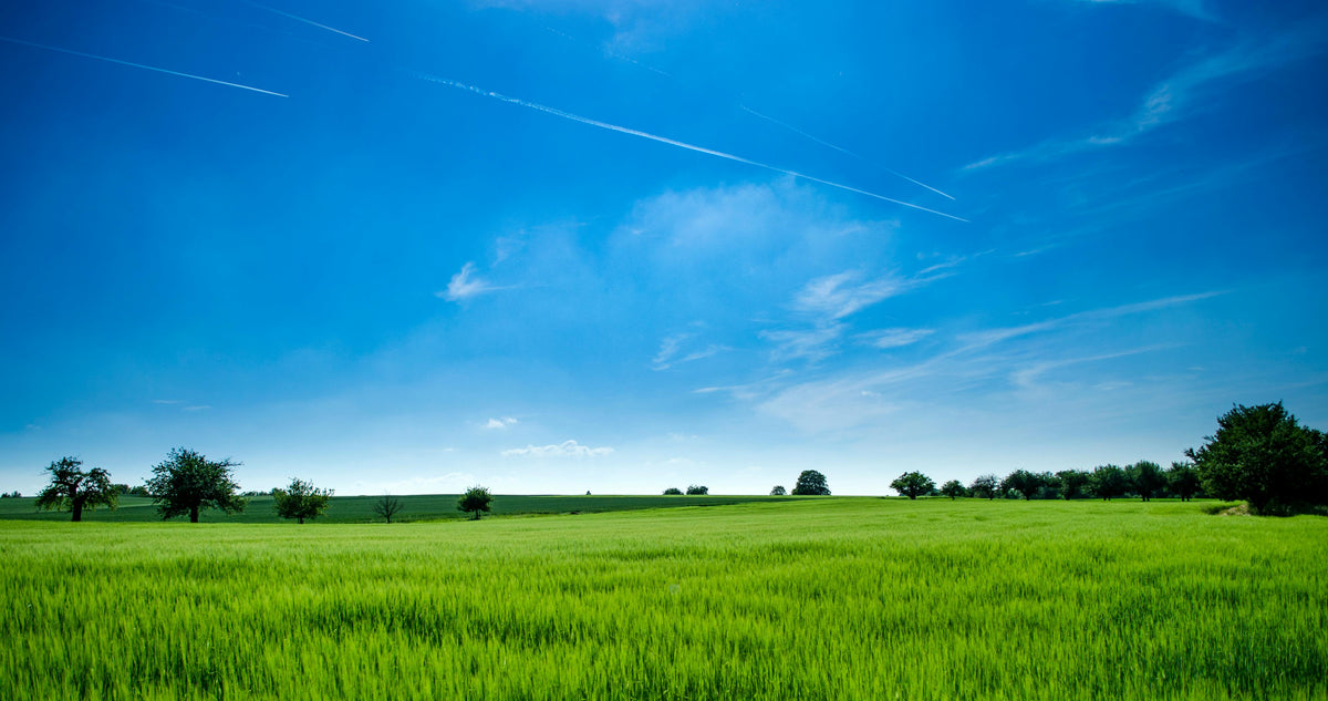 The Importance of Lawn Aeration