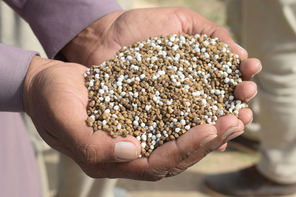 How Organic Dry Fish Fertilizer Enhances Soil Microbial Activity