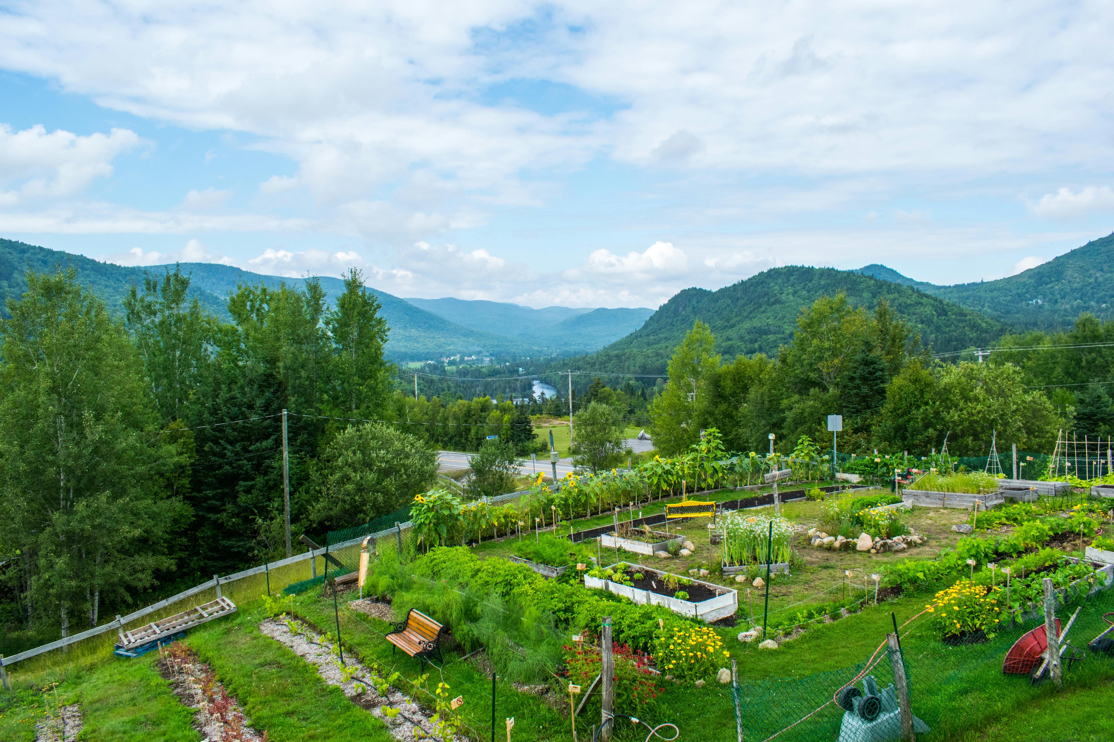 Magnesium Sulfate in Fall Gardens: Strengthening Greens and Brassicas