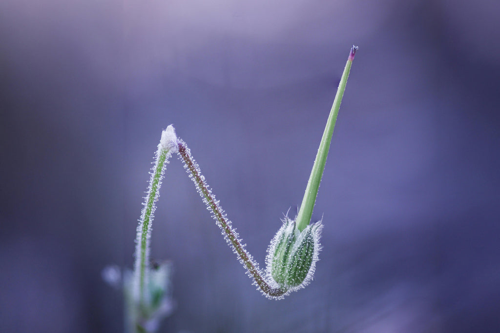 Sulfur After Heavy Rain: A Common PNW Fertility Gap to Watch For