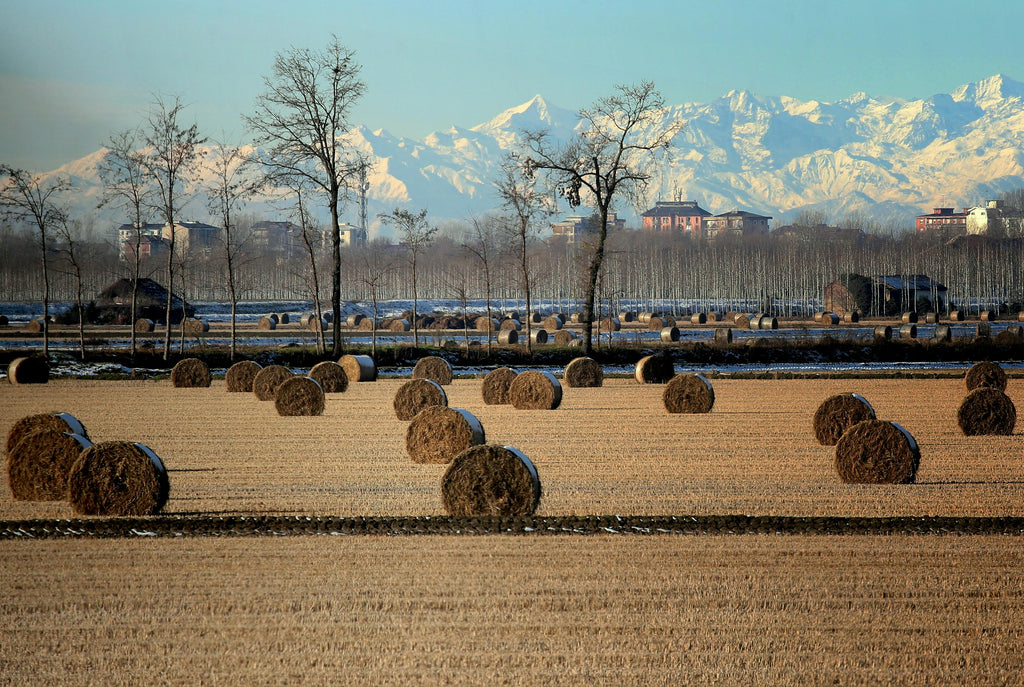 Hay and Forage Fertility in the PNW: The Potassium and Sulfur Conversation That Protects Your Next Cutting