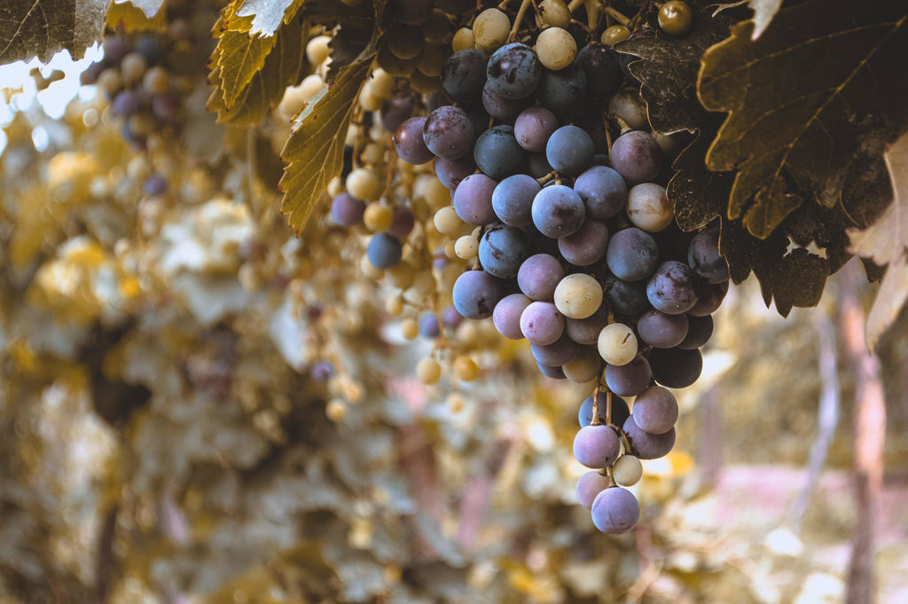Potash for Grapevines: Strengthening Vines and Improving Winter Hardiness