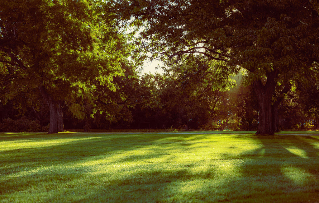 Lawn Fertilizer Timing in May: Green Growth Without Soft Growth