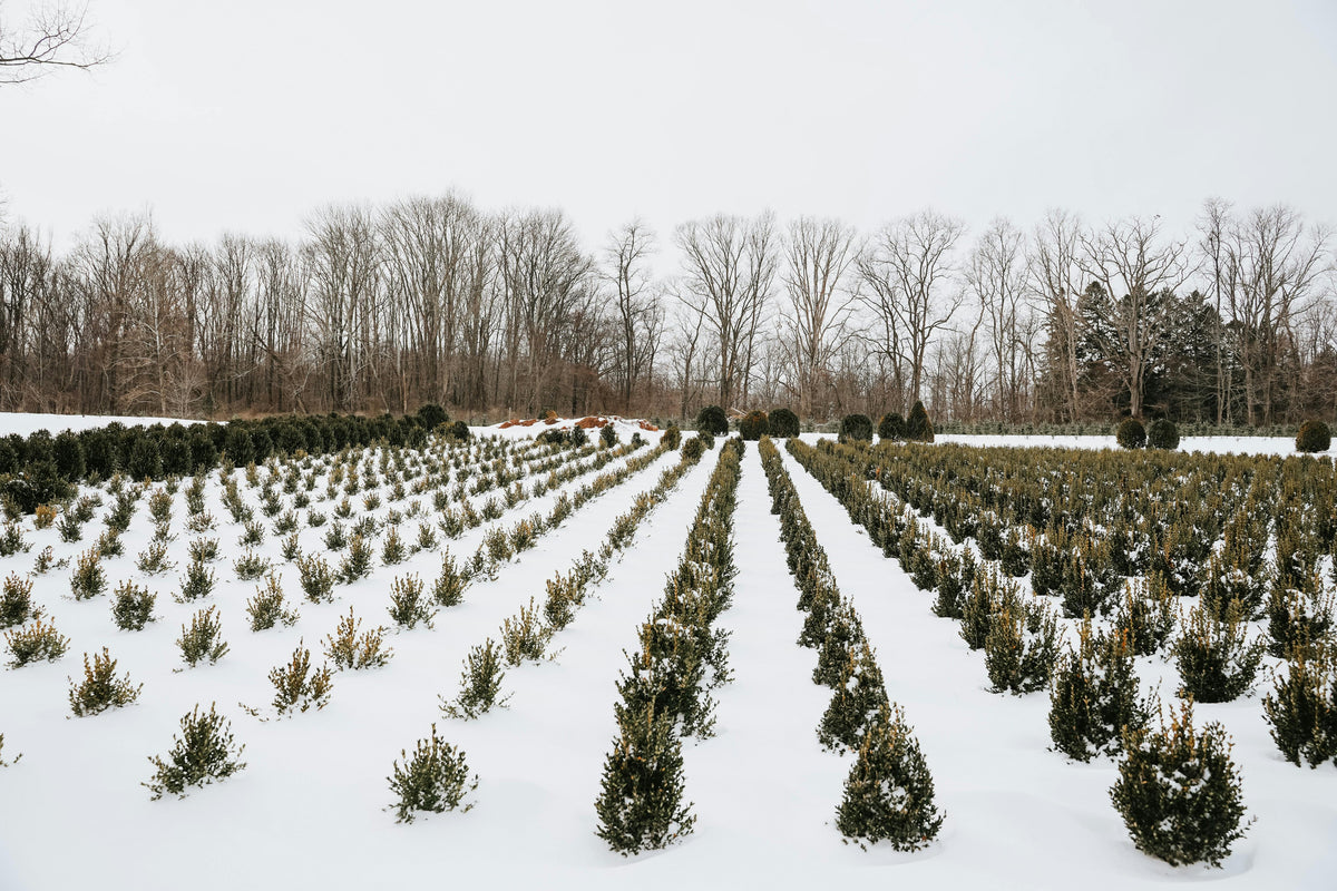Fall Fertilization for Fruit Crops: Timing, Tips, and Key Nutrients for Healthy Spring Growth