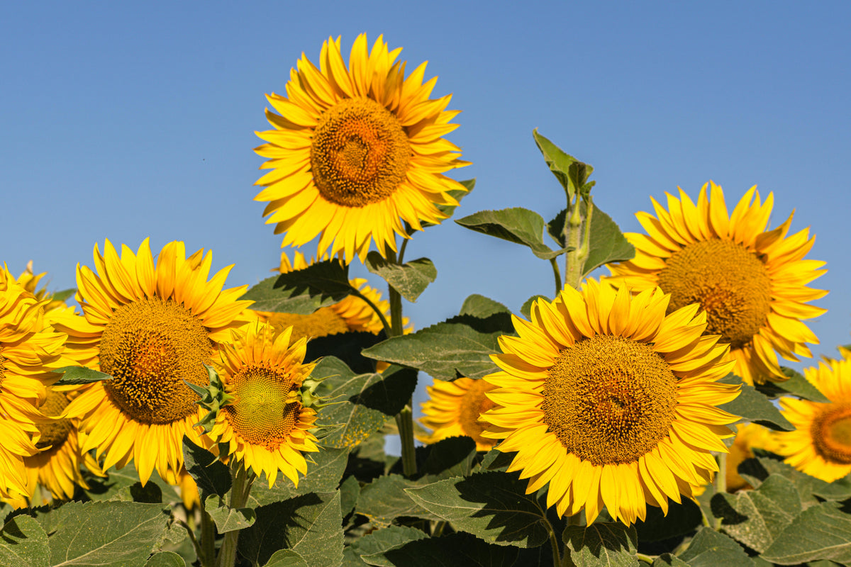 The Role of 16-16-16 Fertilizer in Rebuilding Soil Fertility After Summer Stress